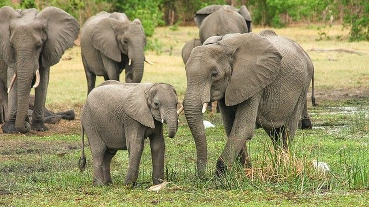 Elephant Psychology : মৃত সন্তানের সামনে দিনের পর দিন দাঁড়িয়ে থাকতে পারে মা-হাতি, কারণ কী?