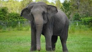 Jambani Elephant: চাষের জমিতে যাওয়ার সময় আচমকাই মুখোমুখি দাঁতাল, হাতির হামলায় মৃত্যু প্রৌঢ়ের