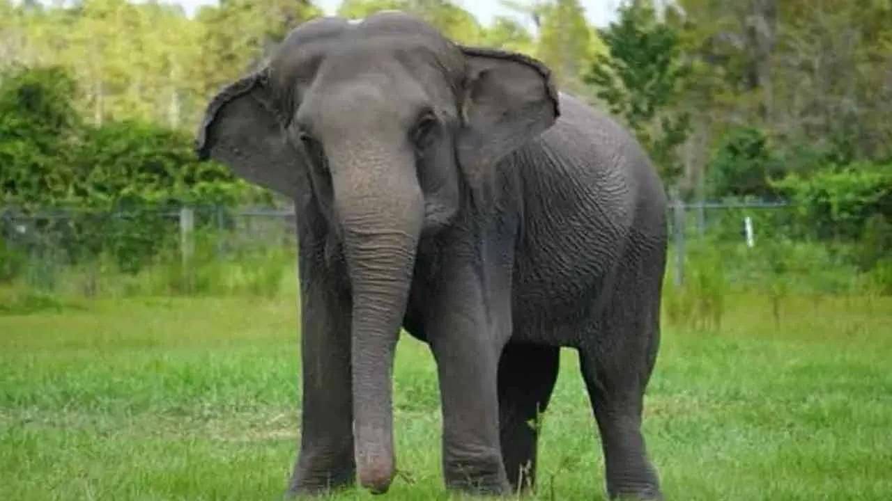 Elephant Attack: শুঁড়ে পেঁচিয়ে আছড়ে মেরেছিল, তৃপ্তি মেলেনি তাতেও, চিতা থেকেও বৃদ্ধার দেহ তুলে পিষল দাঁতাল!
