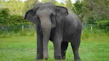 Jambani Elephant: চাষের জমিতে যাওয়ার সময় আচমকাই মুখোমুখি দাঁতাল, হাতির হামলায় মৃত্যু প্রৌঢ়ের