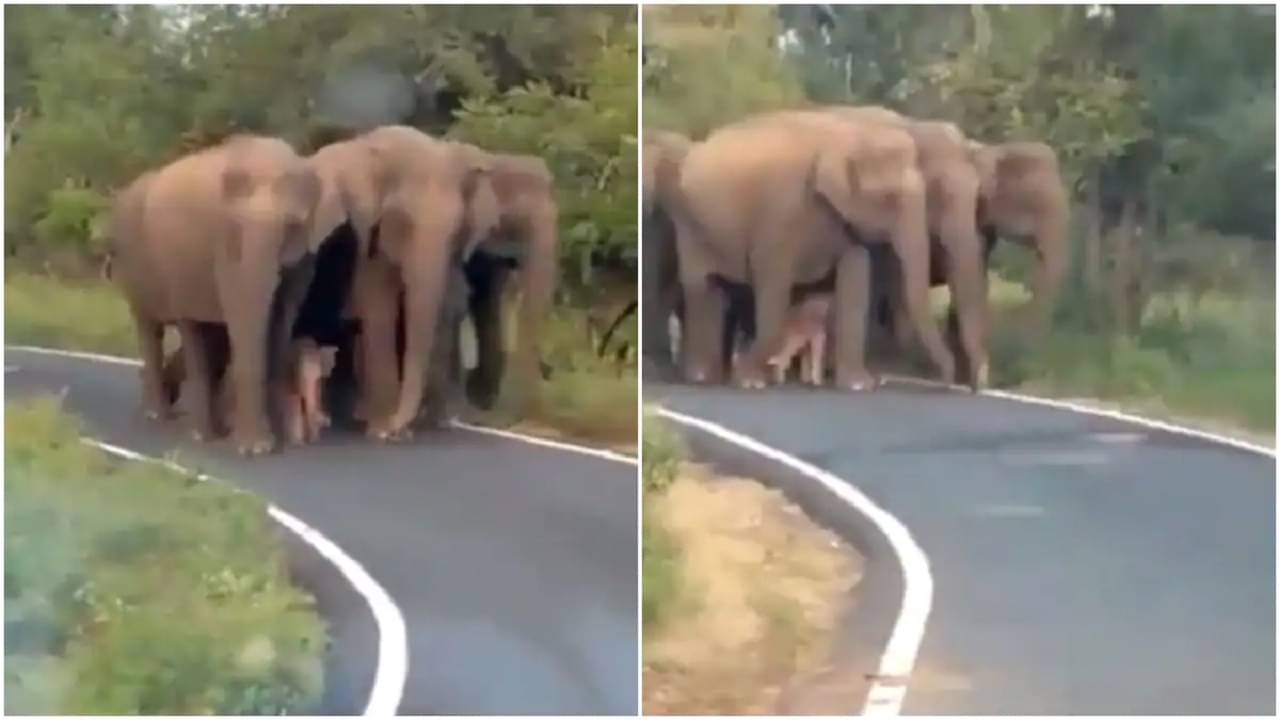 Viral Video: কিউট বাচ্চাটাকে এসকর্ট করে নিয়ে যাচ্ছে হাতির দল, জ়েড প্লাস সিকিওরিটির কথা মনে করাবে এই ভিডিয়ো