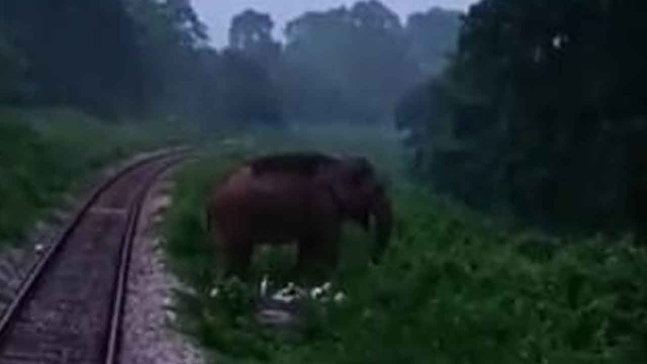 Jalpaiguri Elephant: জঙ্গলে ফের রেললাইনে বুনো হাতি, চালক দিলেন বিচক্ষণতার পরিচয়...