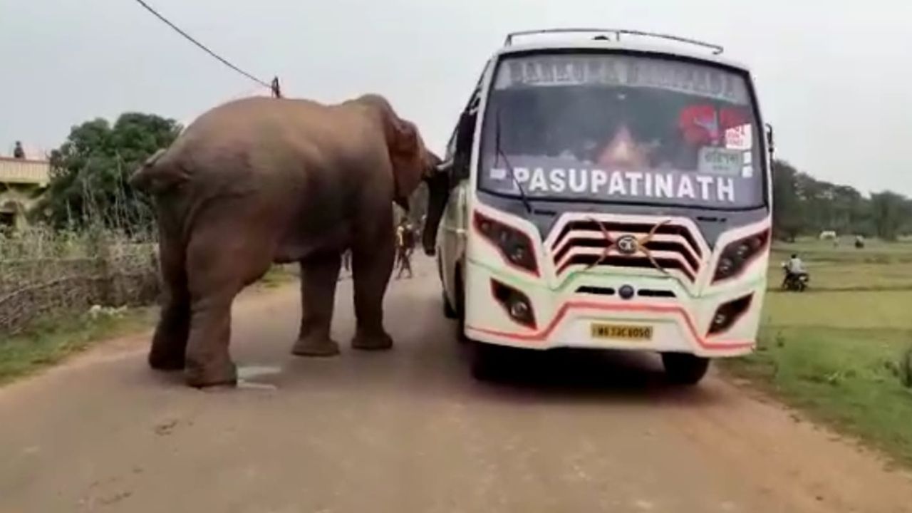 Elephant: একটু খাবার হবে? রাস্তার উপর বাস থামিয়েই চলল দাঁতালের 'তল্লাশি'