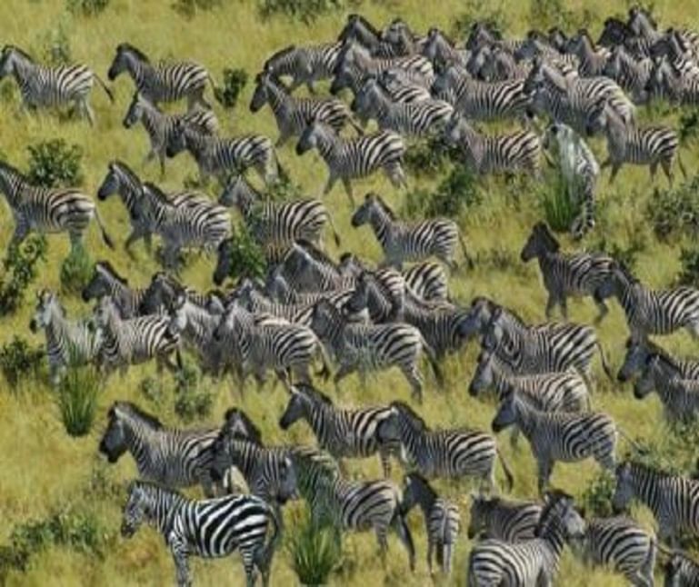 Find Tiger Among These Zebras