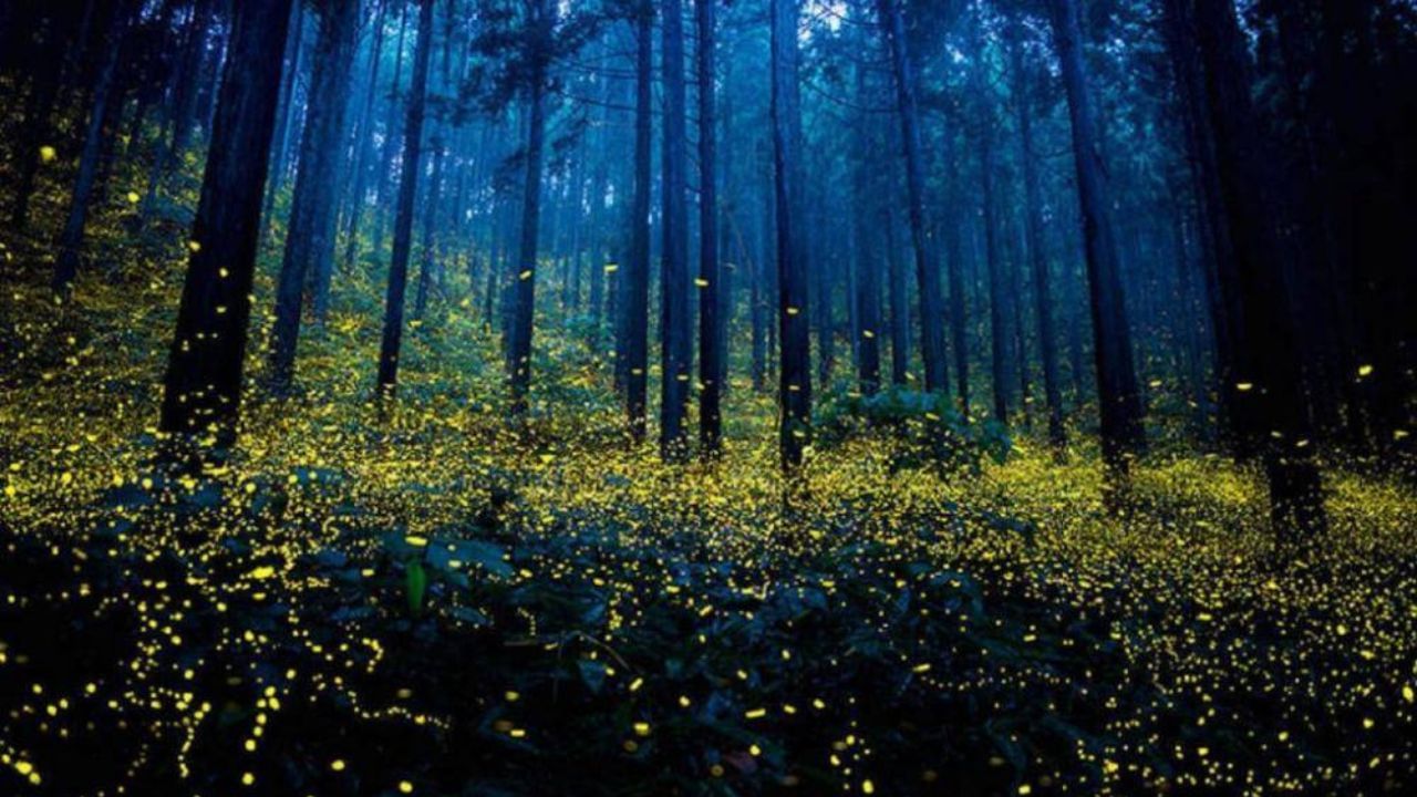 Fireflies Festival: রহস্যময় ইন্দ্রজালে লক্ষাধিক জোনাকির রোশনাই! কোথায় পাবেন এমন প্রকৃতির শোভা?