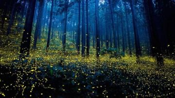 Fireflies Festival: রহস্যময় ইন্দ্রজালে লক্ষাধিক জোনাকির রোশনাই! কোথায় পাবেন এমন প্রকৃতির শোভা?