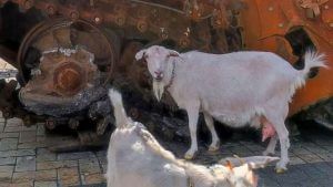 Ukraine Goat Triggers Boobytrap : যুদ্ধক্ষেত্রে ‘হিরো’ এক ইউক্রেনীয় ছাগল, অবলা প্রাণীর ‘হামলায়’ জখম ৪০ রুশ সেনা!