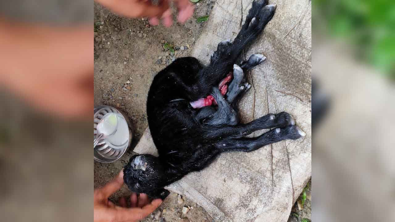 Jalpaiguri Rare Goat: চিকিৎসকদের কথায় এই ছাগল-শাবকটি বিস্ময়কর, ভাল করে দেখুন পার্থক্যটা বুঝবেন আপনিও