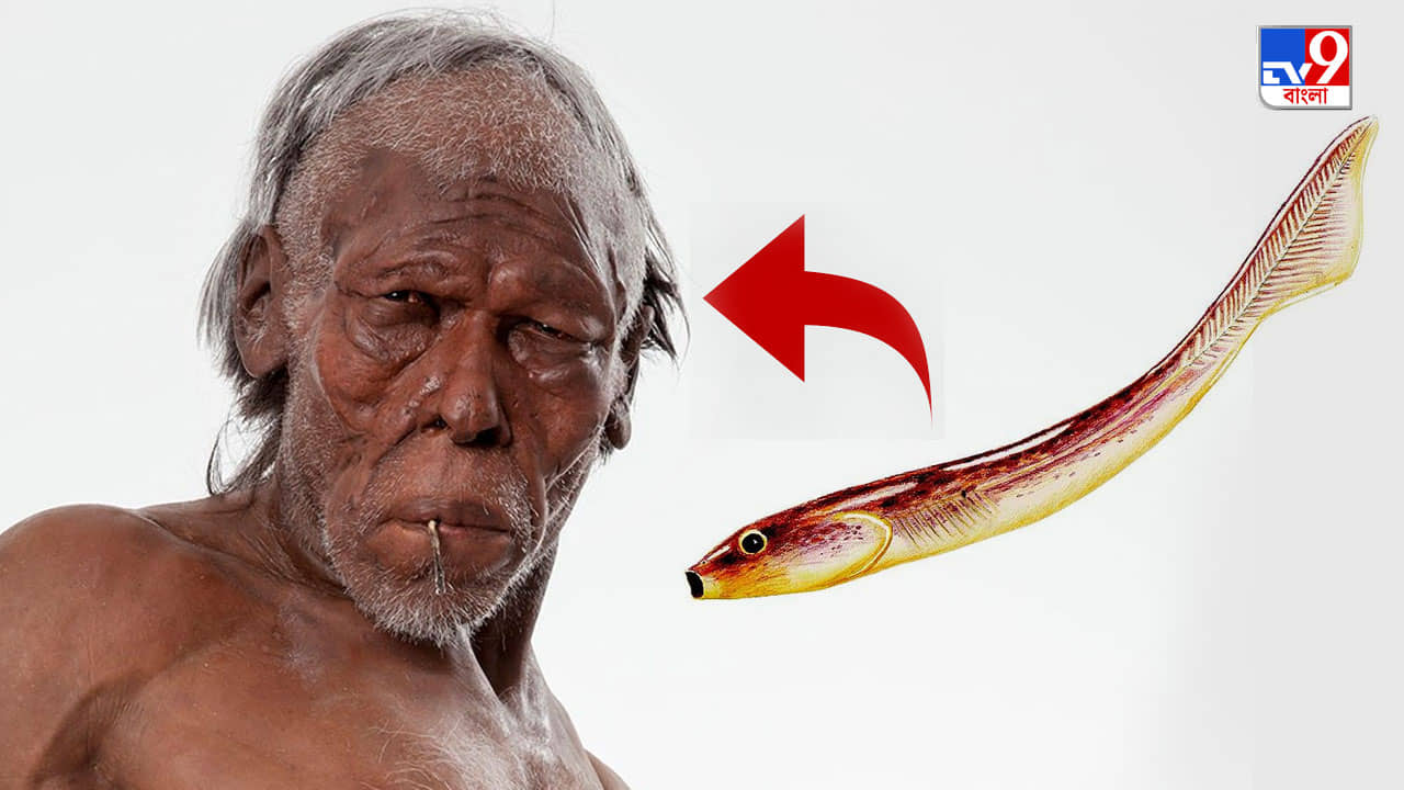 Earliest ancestors of humans: প্যাঁকাল মাছের মতো দেখতে প্রাণীটি থেকেই তৈরি হয়েছে মানুষ! জানুন কীভাবে?