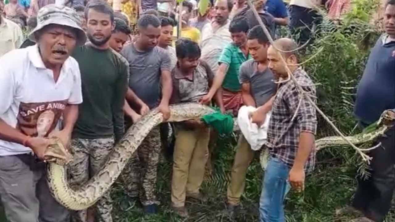 Jalpaiguri Python: ছাগলটার অর্ধেক শরীর ততক্ষণে পেটে, দীর্ঘদিন বাদে এত লম্বা পাইথন উদ্ধার উদ্যানের পাশে