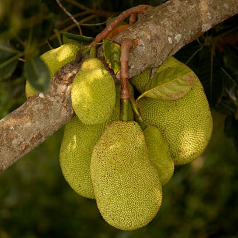 Jack fruit Seeds As good as this fruit is in its raw and ripe state, so are  the beneficial seeds | PiPa News