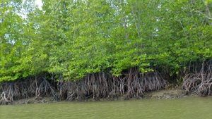Sundarban Rice: নোনা জমি মানেই শুধু চিংড়ি নয়, সুন্দরবনের মাটিতে এবার ফলবে ধান