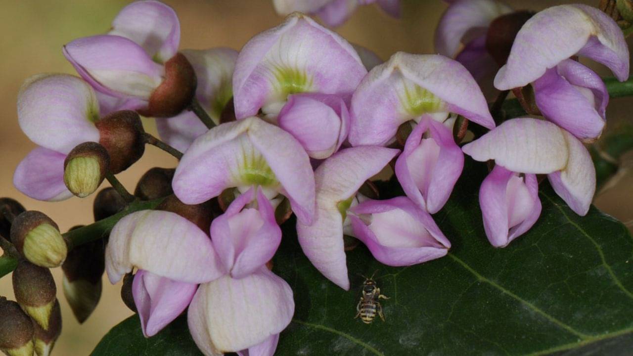 Skin And Hair Care: অর্কিড ফুল ভাবছেন? ত্বক ও চুলের যত্নে রোজ ব্যবহার করুন গ্রাম্য এই ফুলের তেল