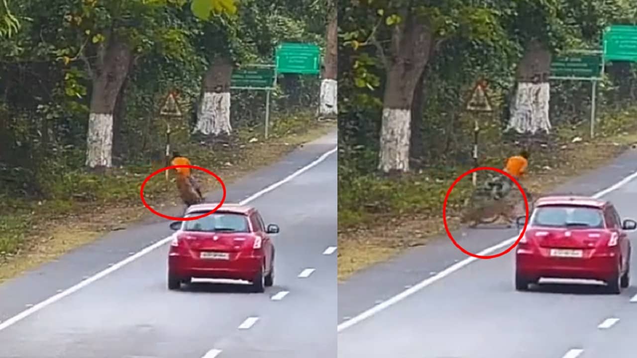 Viral Video: লেপার্ড বেরিয়ে এল কাজিরাঙা জাতীয় উদ্যান থেকে, সোজা সাইকেল আরোহীর উপরে ঝাঁপ, তারপর...