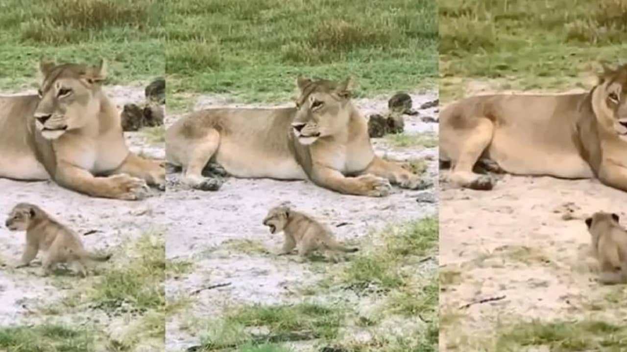Viral Video: গর্জনের চেষ্টা সিংহ শাবকের, আওয়াজটা বিড়ালের মতো শোনাল, হাসি চেপে রাখতে পারলেন না নেটিজ়েনরা