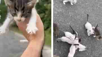 Viral Video: ভ্রমণে বেরিয়ে গাড়ির সামনে হাজির এক বিড়ালছানা, তারপর যা ঘটল, ভিডিয়ো না দেখলে আন্দাজ করতে পারবেন না