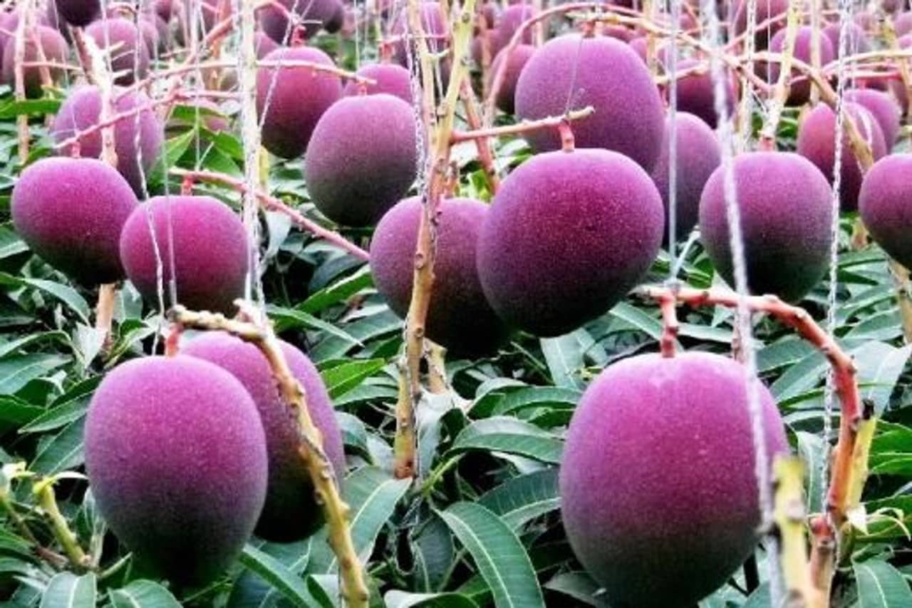Most Expensive Mango : এই আমের প্রতি কেজির দাম কয়েক লক্ষ টাকা, চেখে দেখবেন নাকি!