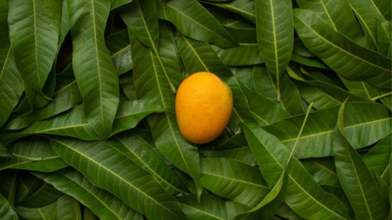 Diabetes: অনিয়ন্ত্রিত সুগারকে বাগে আনতে রোজ সকালে চিবিয়ে খান এই পাতা! রয়েছে অনেক গুণ