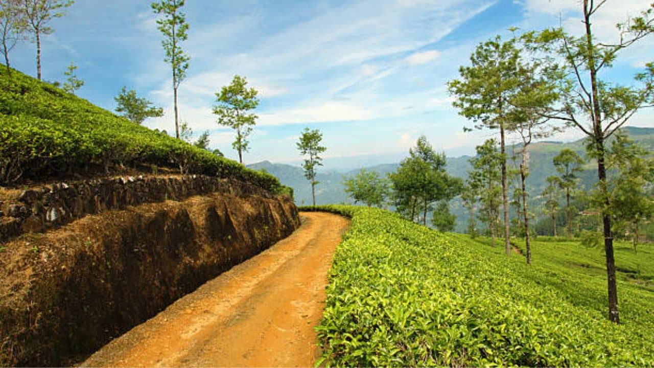 Darjeeling: লেপচাজগতও এখন একঘেঁয়ে, মাঝে দুদিন কাটিয়ে নিন মিম চা বাগানে