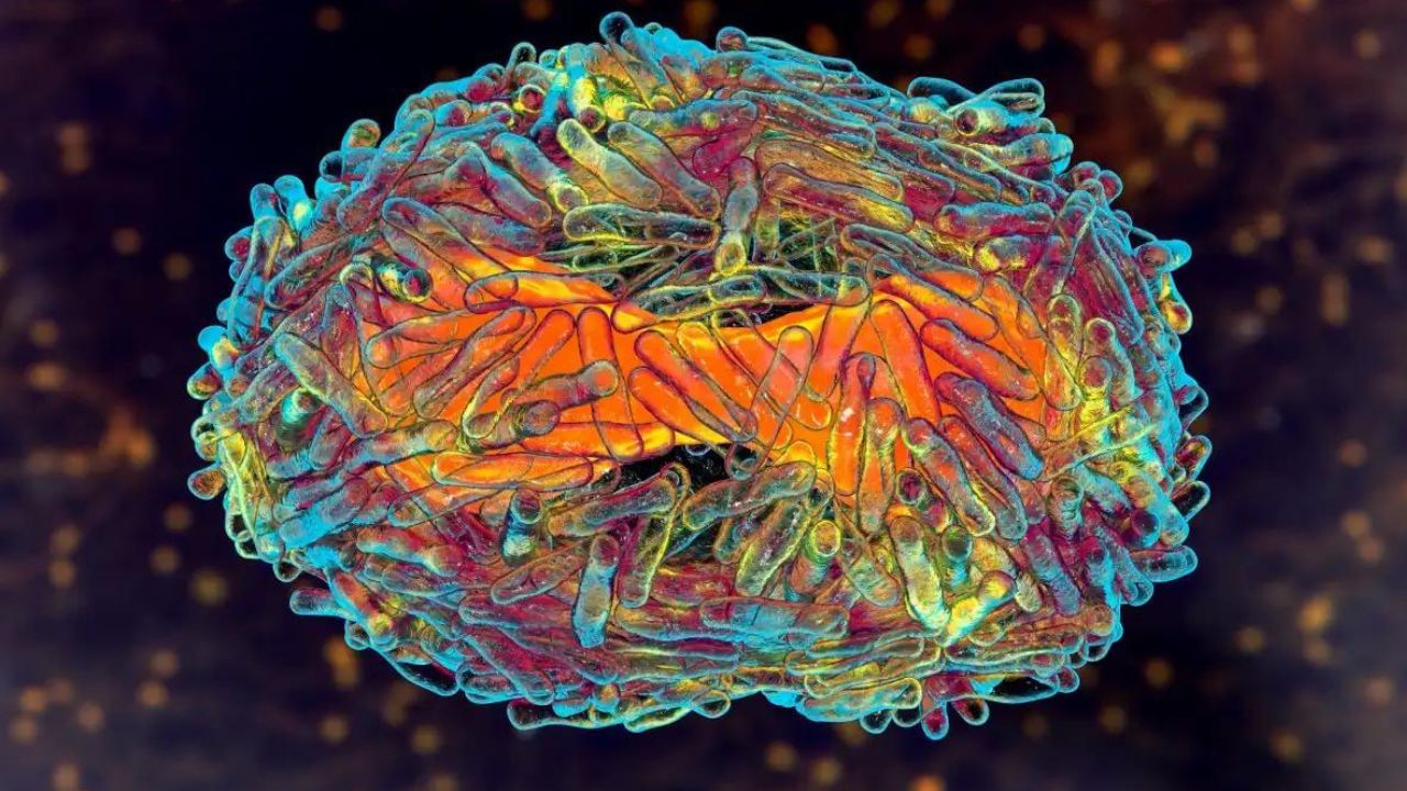Monkeypox Outbreak: ২০১৭ সাল থেকেই চুপিসাড়ে ছড়াচ্ছে মাঙ্কিপক্স! DNA-র রিপোর্টে চাঞ্চল্যকর তথ্য