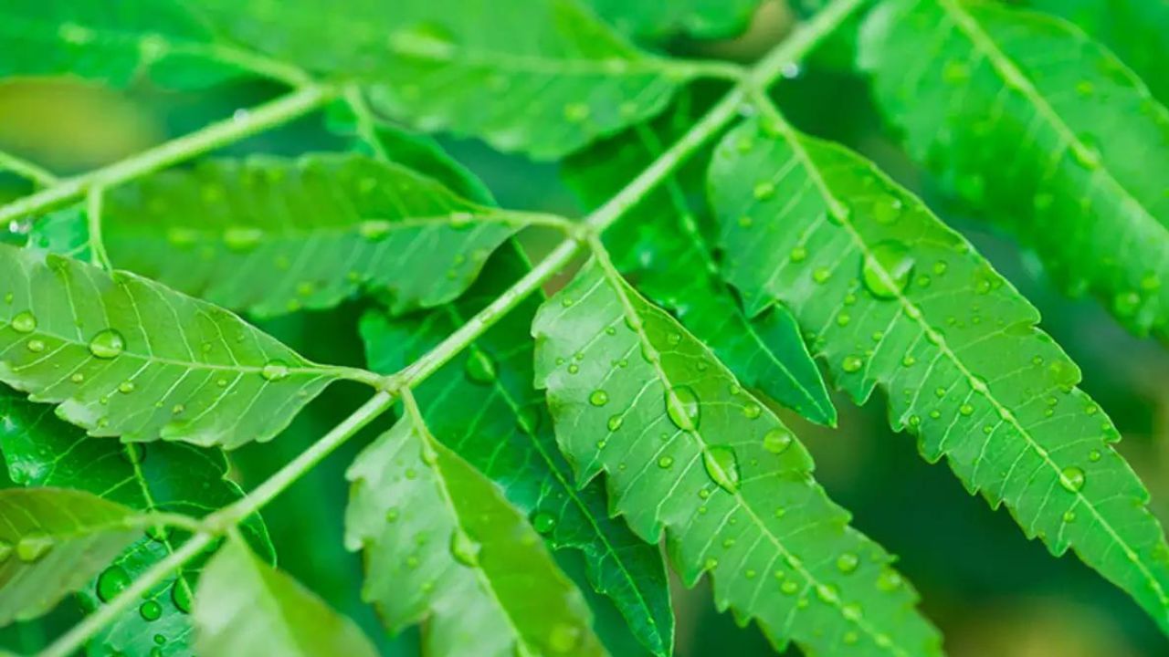 Vaastu Remedies পিতৃদোষ কাটিয়ে গৃহে সৌভাগ্য ফেরাতে পারে এই গাছ