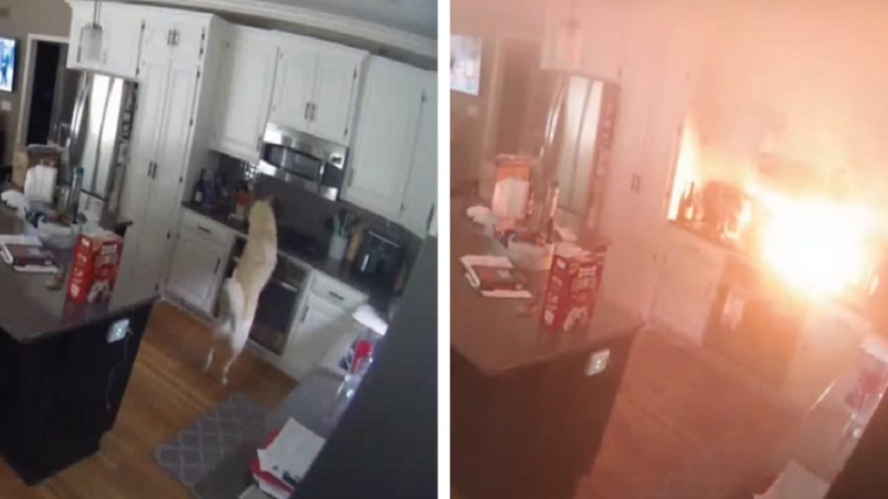 Viral Video গ্যাস অন করে দিল পোষ্য কুকুর, আগুন ধরে গেল বাড়িতে, তারপর