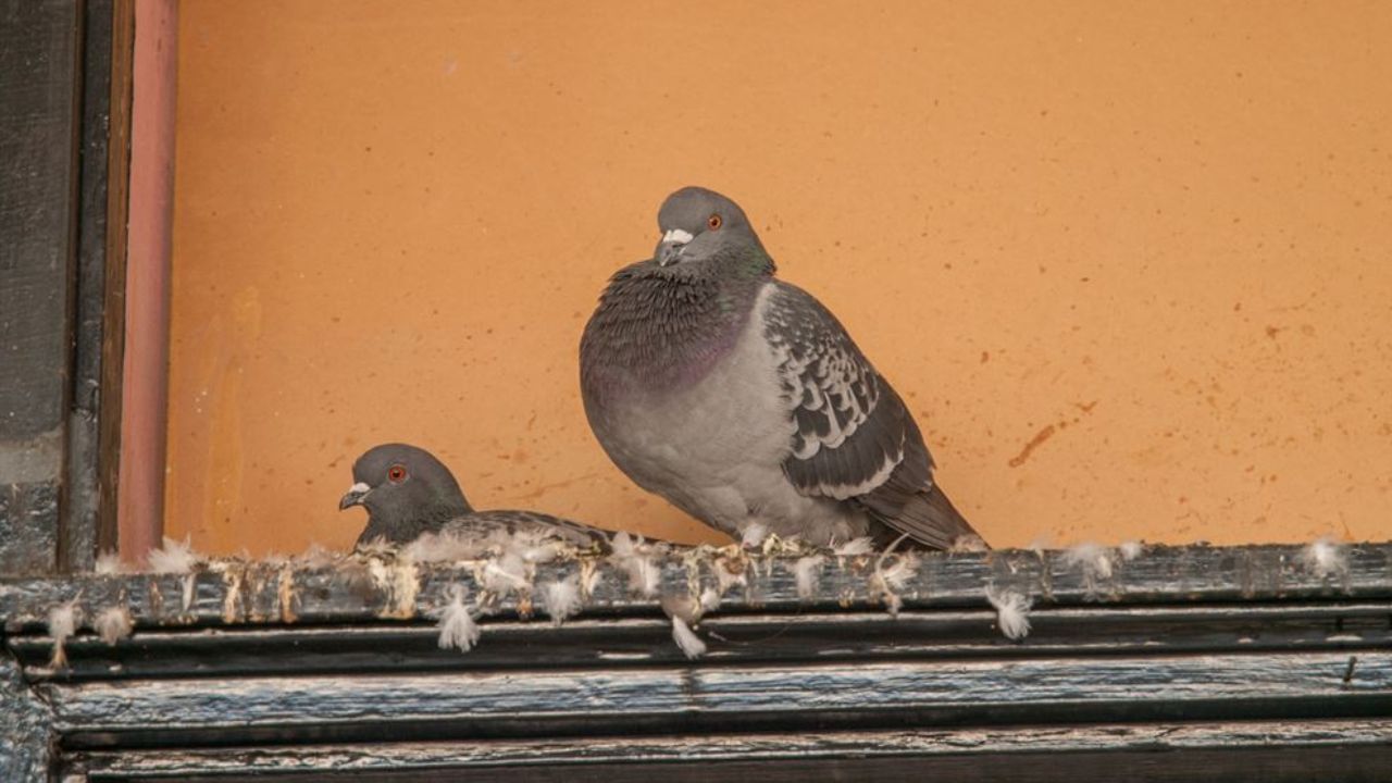 pigeon-poop