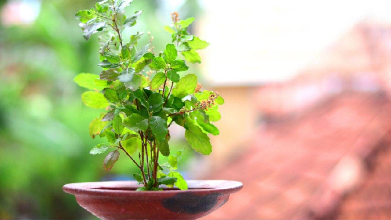 Vastu Tips: রাম না কৃষ্ণ তুলসী! বাড়ির জন্য কোন তুলসী গাছ শুভ?