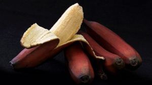 Red Banana: সুস্থ থাকতে কাঁঠালি নয়, প্রতিদিন খান 'অগ্নিসাগর' কলা! এর গুণের বহর জানলে চমকে যাবেন