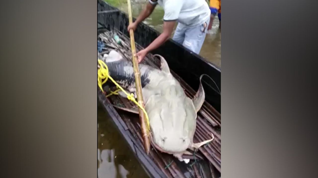 River Monster: তিস্তার জল থেকে উঠে এল ৮০ কেজি ওজনের 'জলদৈত্য', দর উঠল ৪০ হাজার