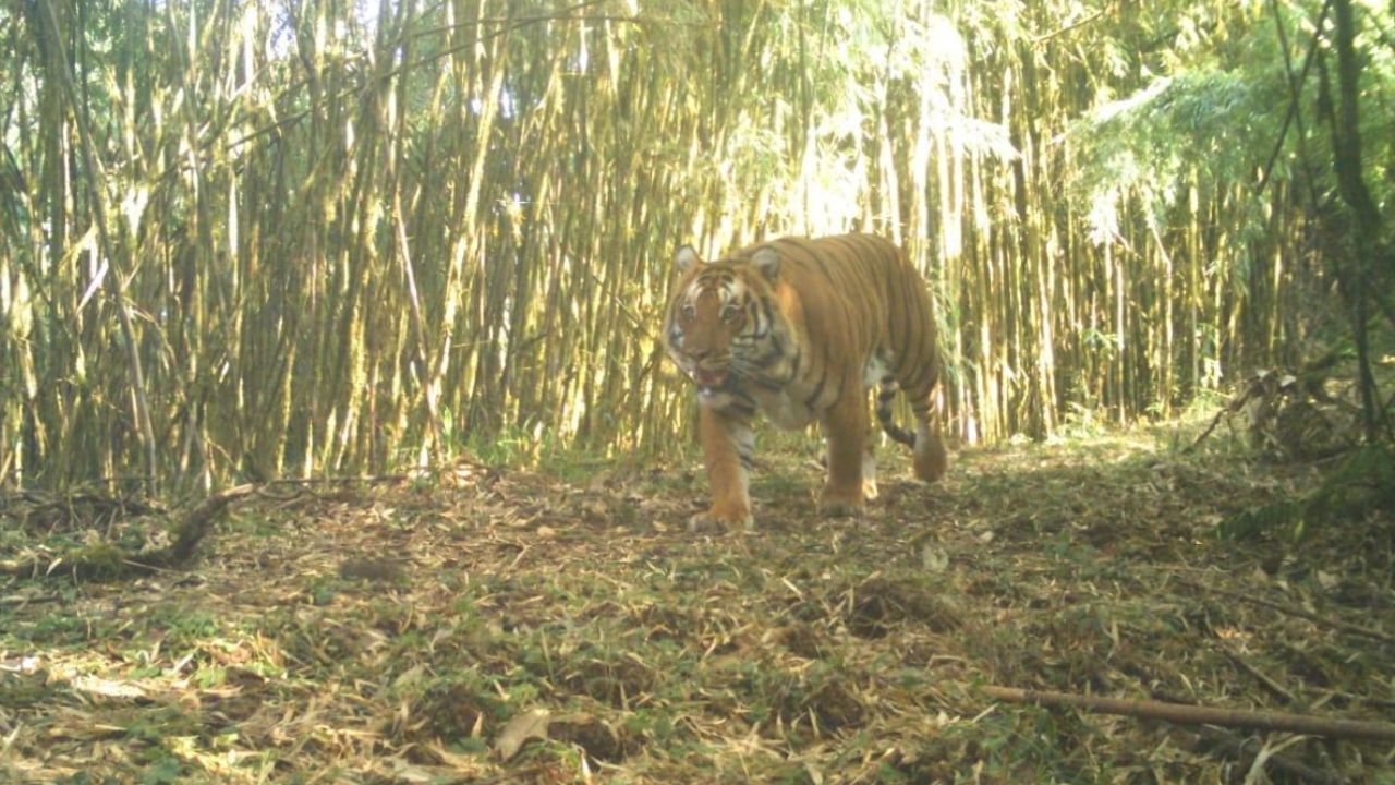 Royal Bengal Tiger: এবার দক্ষিণ নয় উত্তরবঙ্গে ডোরাকাটা, ট্রাপ ক্যামেরায় লাটাগুড়ির জঙ্গলে ধরা পড়ল রয়্যাল বেঙ্গল