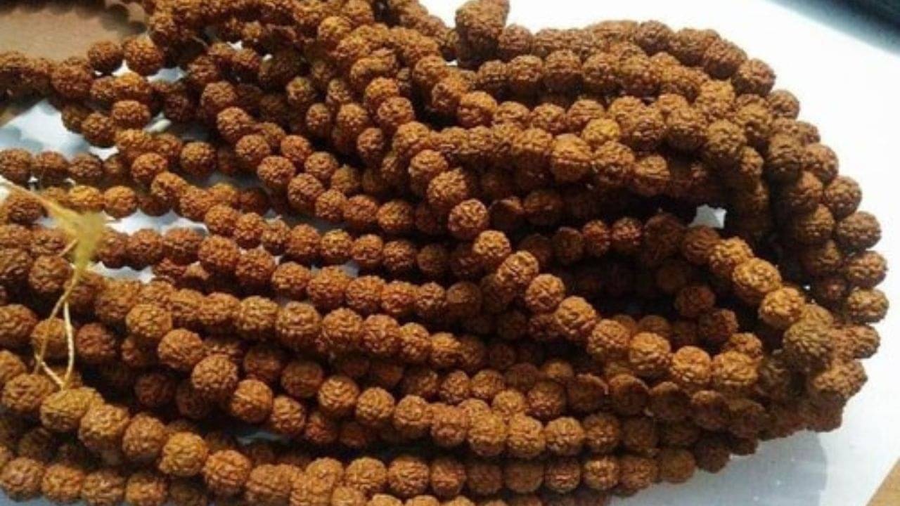 Rudraksha: কোন রাশির জন্য রুদ্রাক্ষ দারুণ উপকারী? জ্যোতিষ মতে গুণাগুণ জানুন