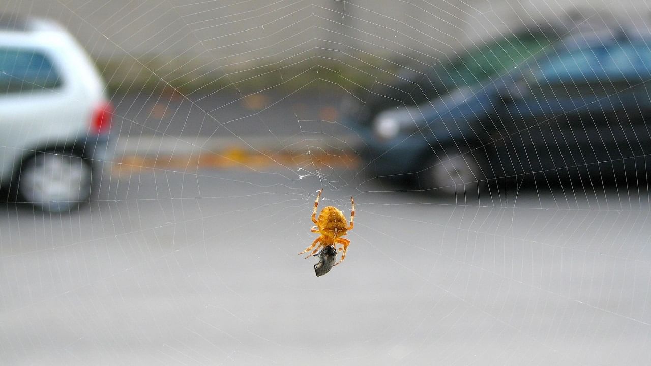 Spider Web: মাইক্রোপ্লাস্টিক দূষণ রোধে মাকড়সার জালের জুড়ি মেলা ভার, দাবি গবেষকদের