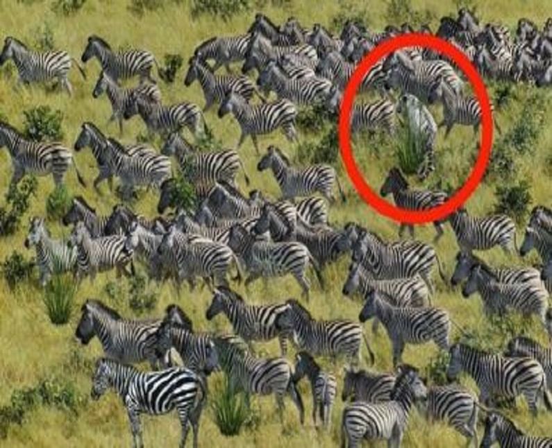 Tiger Spotted Among Zebras Optical Illusion