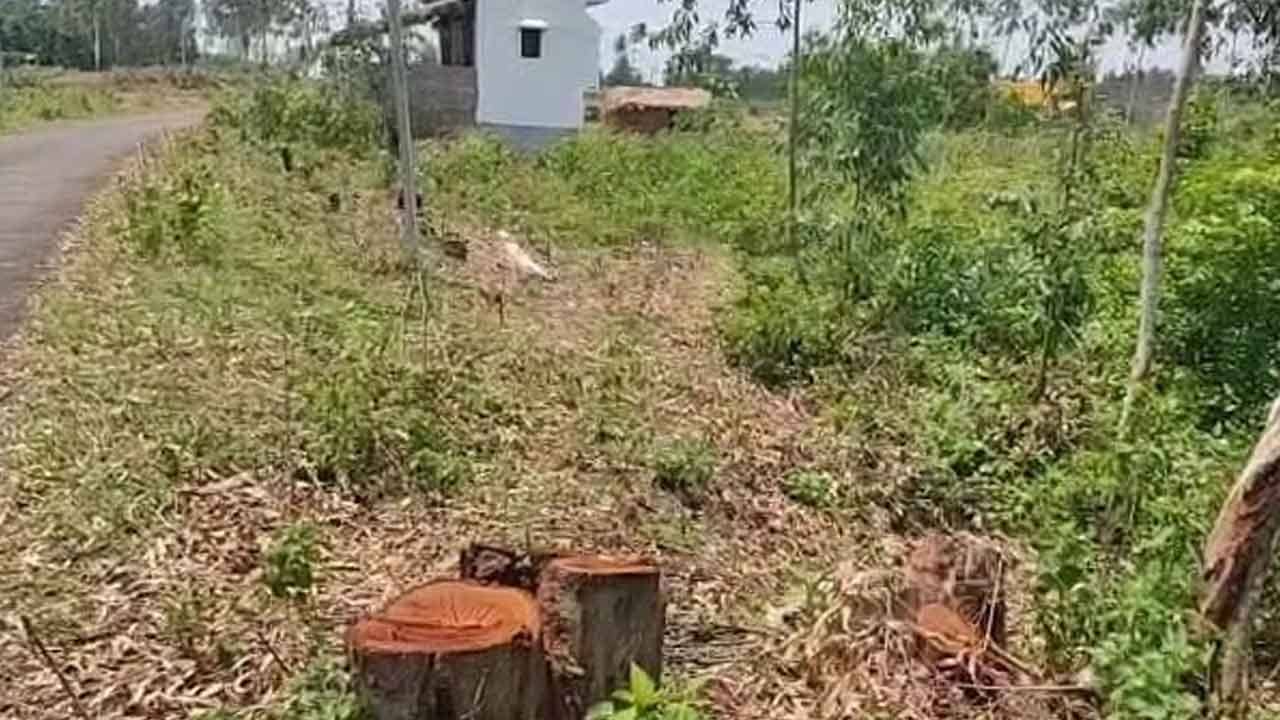 Bankura Smuggling: পঞ্চায়েতের মদতে লক্ষ লক্ষ টাকার কাঠ পাচারের অভিযোগ, চাঞ্চল্য বাঁকুড়া