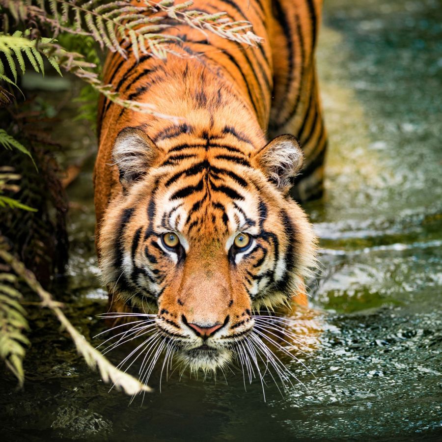 জিম করবেট জাতীয় উদ্যান, উত্তরাখণ্ড: ঝিকালা ও বিজরানী জোন জুন থেকে অক্টোবর বা নভেম্বর পর্যন্ত বন্ধ থাকে। তবে ঢেলা ও ঝিরনা জোন সারা বছর খোলা থাকে। 