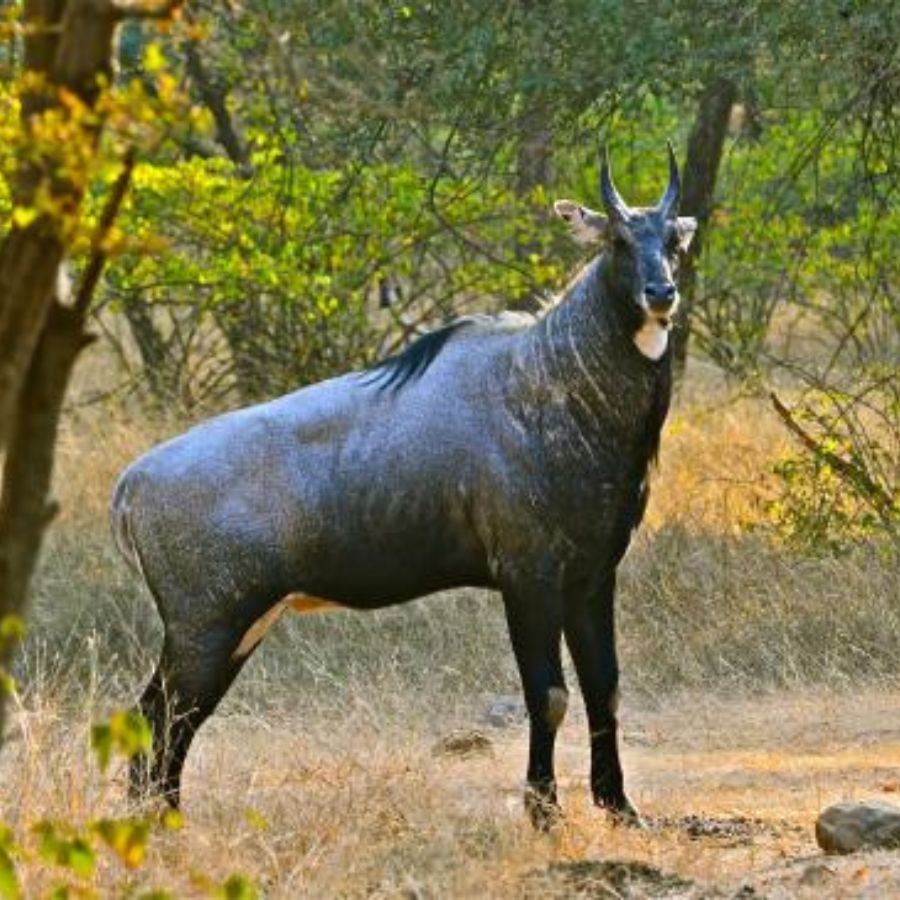 ব্যাঘ্র প্রকল্পগুলি আবার বন্ধ থাকে অন্য কারণে। এই সময় বাঘেদের প্রজননের সময়। তাই সেখানে পর্যটকদের প্রবেশে অনুমতি দেওয়া হয় না। তবে এটা নাও হতে পারে। কারণ সারা বছরই বংশবিস্তার করে থাকে তারা। 