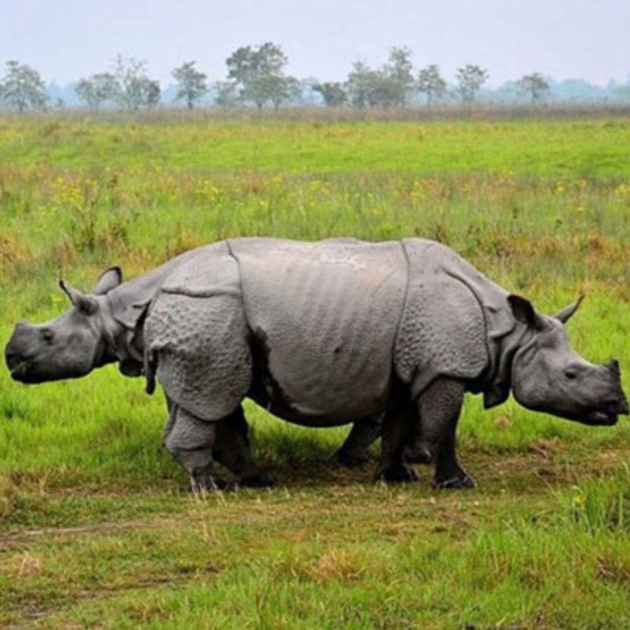 কাজিরাঙ্গা জাতীয় উদ্যান, অসম: এই পার্কটি ১ মে থেকে বন্ধ করে দেওয়া হয়েছে। খুলবে আগামী ১ অক্টোবর। সমস্ত হাতি এবং জিপ সাফারিও এতদিন বন্ধ রাখা হয়েছে। বর্ষার শুরুতেই ভারী বর্ষণে প্রতি বছরের মত এবারেও বন্যা পরিস্থিতি অসমে।