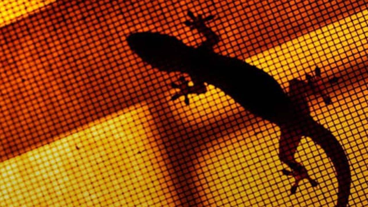 Astrology: গায়ের উপর আচমকা টিকটিকি পড়া শুভ না অশুভ! শরীরের কোথায় পড়লে কী হয়, জানুন