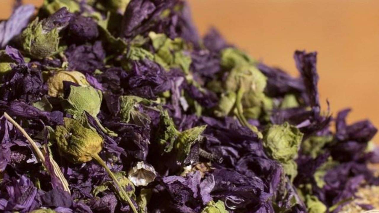 Hair Care Tips: অপরাজিতা ফুল ভেবে ভুল করবেন না, পাকা চুলকে কালো করতে গ্রামবাংলার এই ফুলই সেরার সেরা