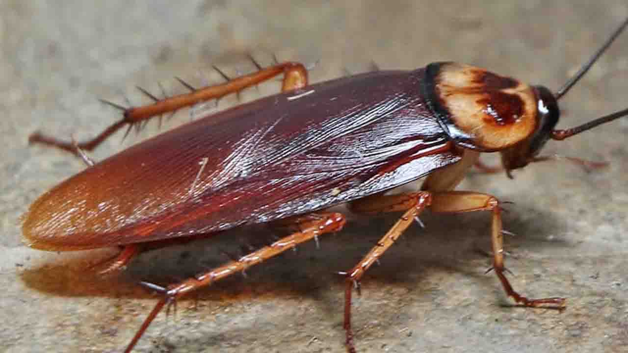 Cockroach আপনাকে দেড় লক্ষ টাকা দিলে কি আপনি আরশোলার সঙ্গে বাস করতে