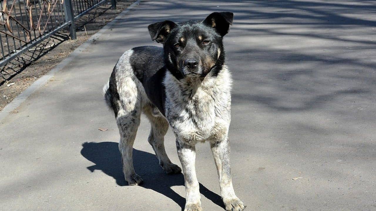 Dog Eats Newborn Alive: ভয়ঙ্কর! হাসপাতালের বেড থেকে দুধের শিশুকে তুলে নিয়ে গিয়ে খুবলে খেল কুকুর!