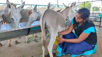 Donkey Milk: গাধার দুধ চড়া দামে বিক্রি করেন স্কুলছুট! প্রতি লিটারের দাম শুনলে চমকে যাবেন