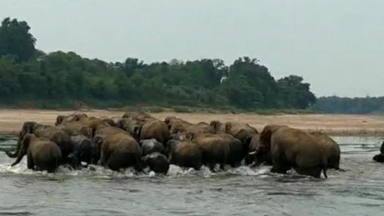 Elephant: নদী পেরোচ্ছ হাতির দল, দেখতে ভিড় এলাকাবাসীর