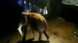 Elephant Kills Woman : উঠোনে খাটিয়ায় ঘুমোচ্ছিলেন, শিয়রে এসে দাঁড়াল 'মৃত্যু দূত'