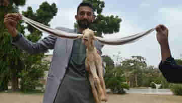 Pakistan Goat: হাঁটলে মাটিতে লুটিয়ে চলে কান! রাতারাতি তারকা করাচির এই ছাগলছানা