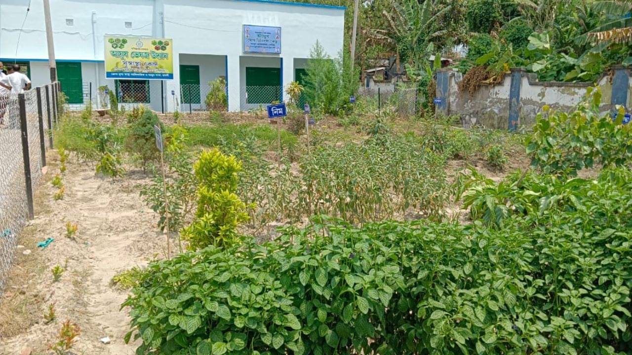 Herbal Garden : শরীর নিরোগ রাখতে ভেষজের সঠিক ব্যবহার, জীবিকাও হতে পারে ভেষজ চাষ