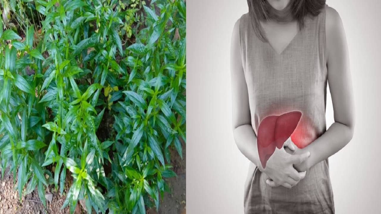 Ayurveda: হৃদরোগ থেকে লিভার শরীরের যে কোনও সমস্যায় রামবাণ এই প্রাচীন ভেষজ , জানুন কালমেঘের গুণাগুণ