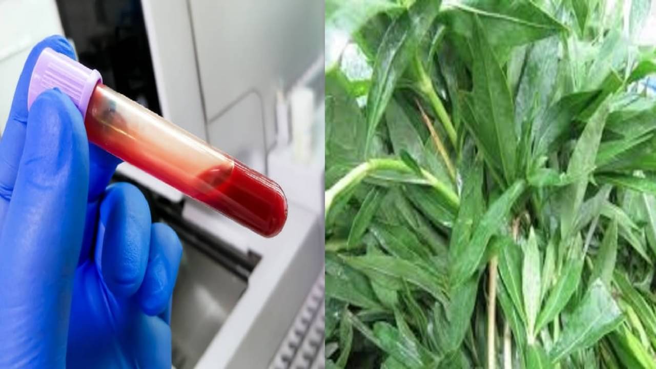 village medicinal plants: হিমোগ্লোবিন বা ক্ষুধা-মন্দায় রোজ রোজ আয়রন বড়ি নয়, গ্রাম বাংলার এই শাকেই রক্ত হবে তাজা