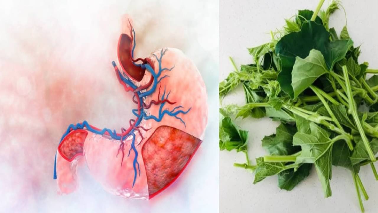 Village Food: ওজন কমাতে চেনা এই সবজি তো খান কিন্তু পেটের জন্য লাউ শাক আর ডাঁটা কতটা উপকারী ?